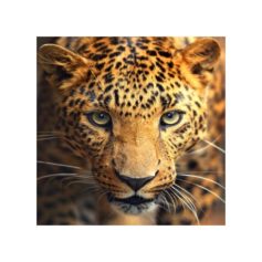 Diamond Painting Kits Leopard AZ-1400