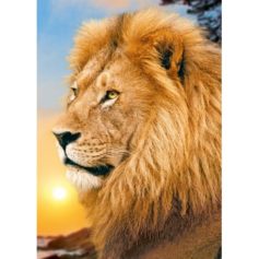 Diamond Painting Kits Lion King WD070