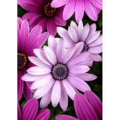 Diamond Painting Kits Purple Daisies WD2306